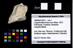 Foto (Objekt + Etikett) von Longodromites excisus (von Meyer, 1857)  (NHMW-GEO-1990-0041-2612)
